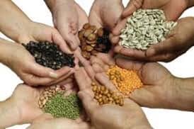 seed
