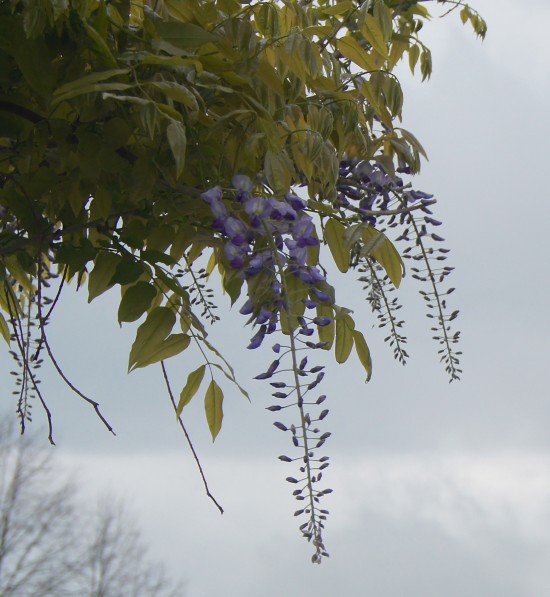 garden_rant_1